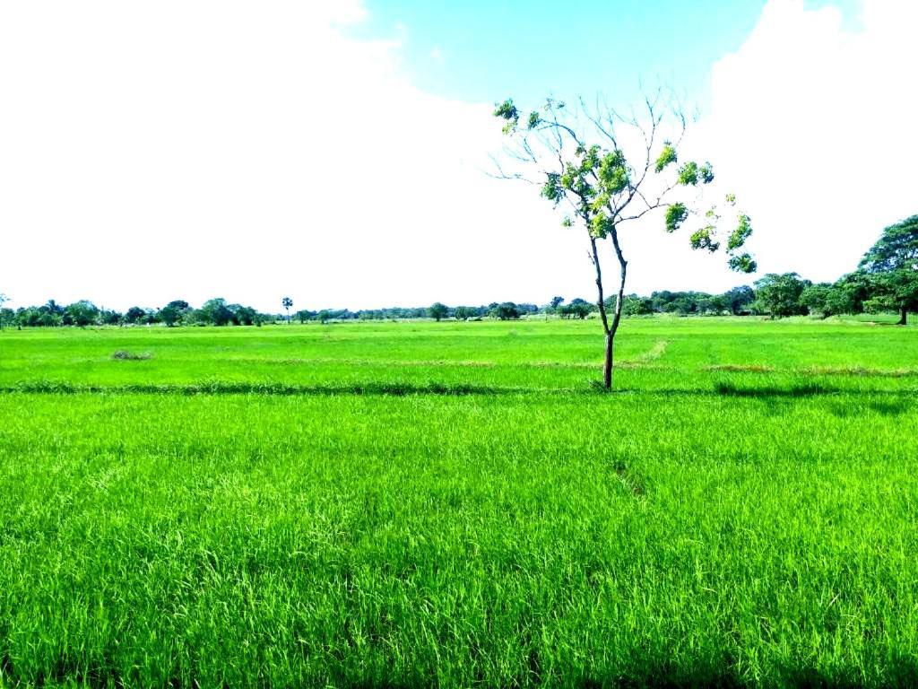 Athyantha Resort Anuradhapura Exterior photo
